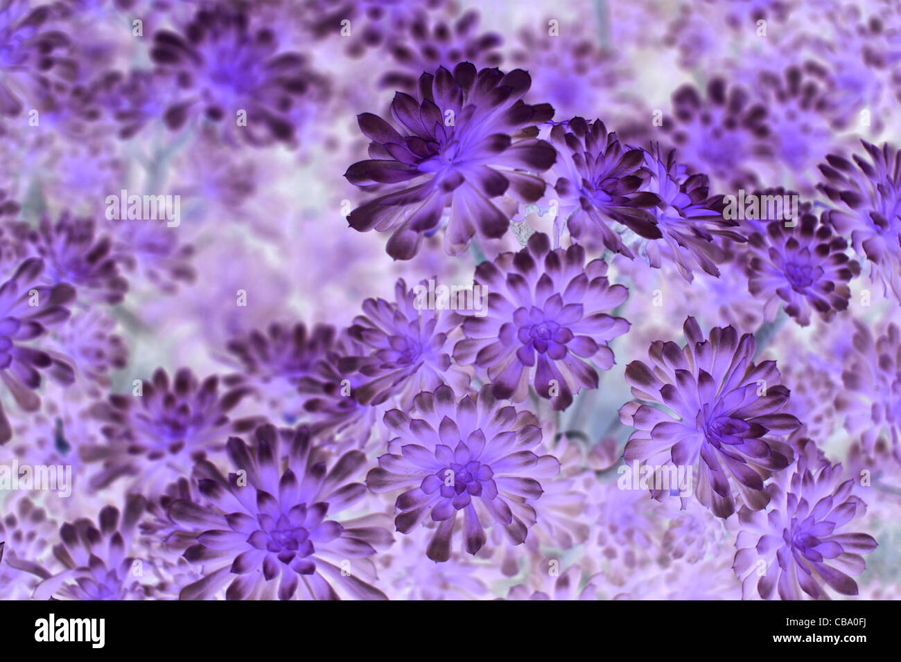 Negative of Flowers Stock Photo Alamy
