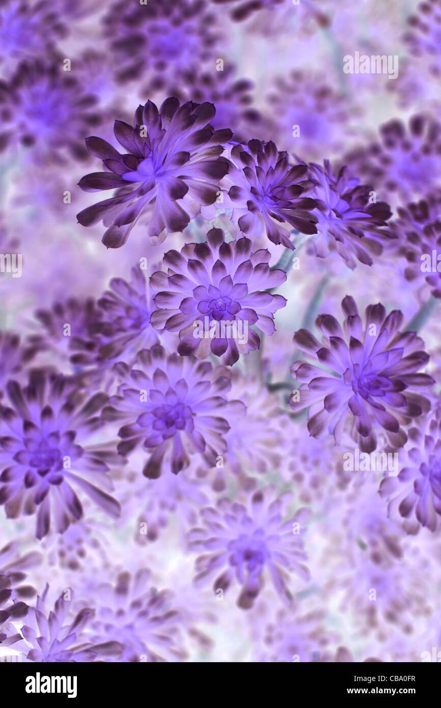 Negative of Flowers Stock Photo Alamy
