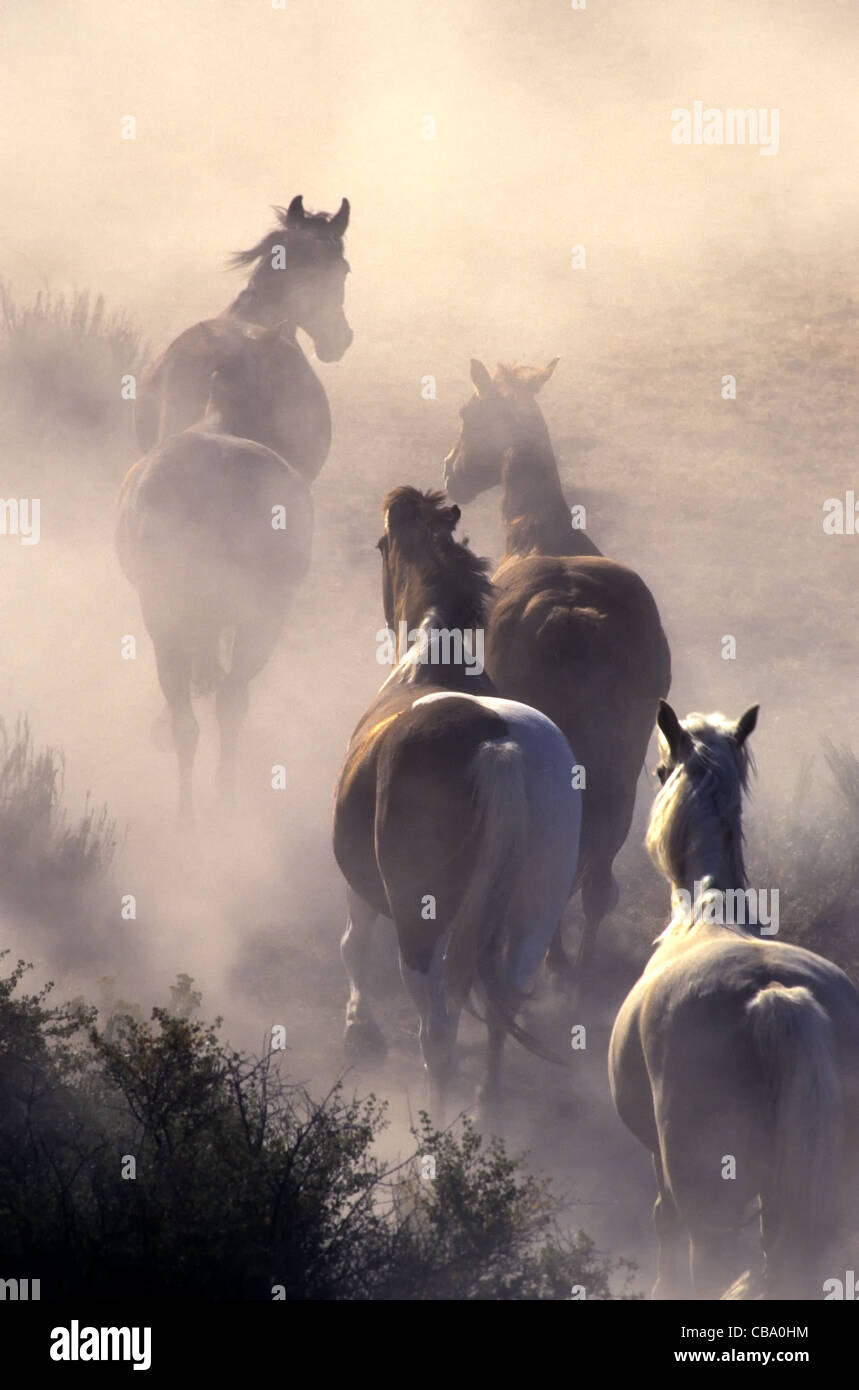 Horses stampeding, enveloped in dust. Stock Photo