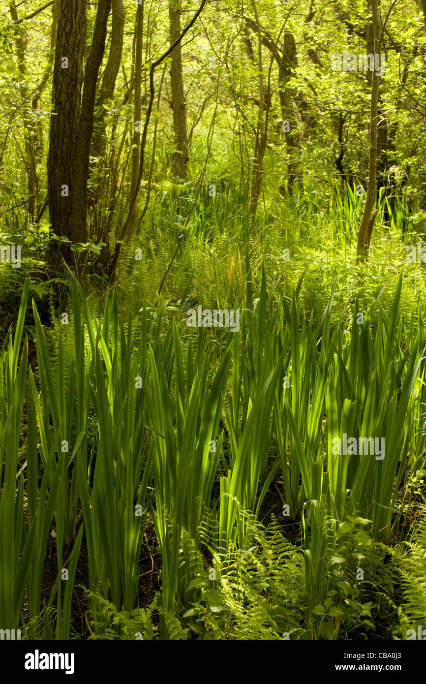 Path through lush green forest Stock Photo Alamy