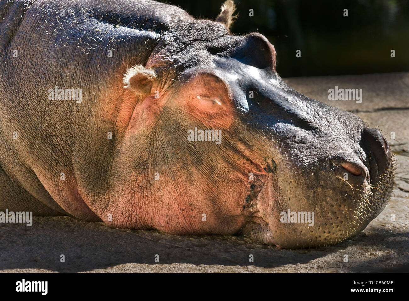 Close up of the head of a sleeping captive Hippopotamus (Hippopotamus amphibius) Stock Photo