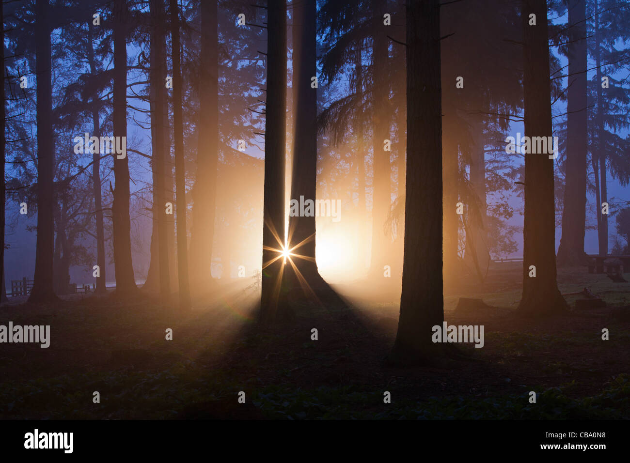 Sunrise in misty woods hi-res stock photography and images - Alamy