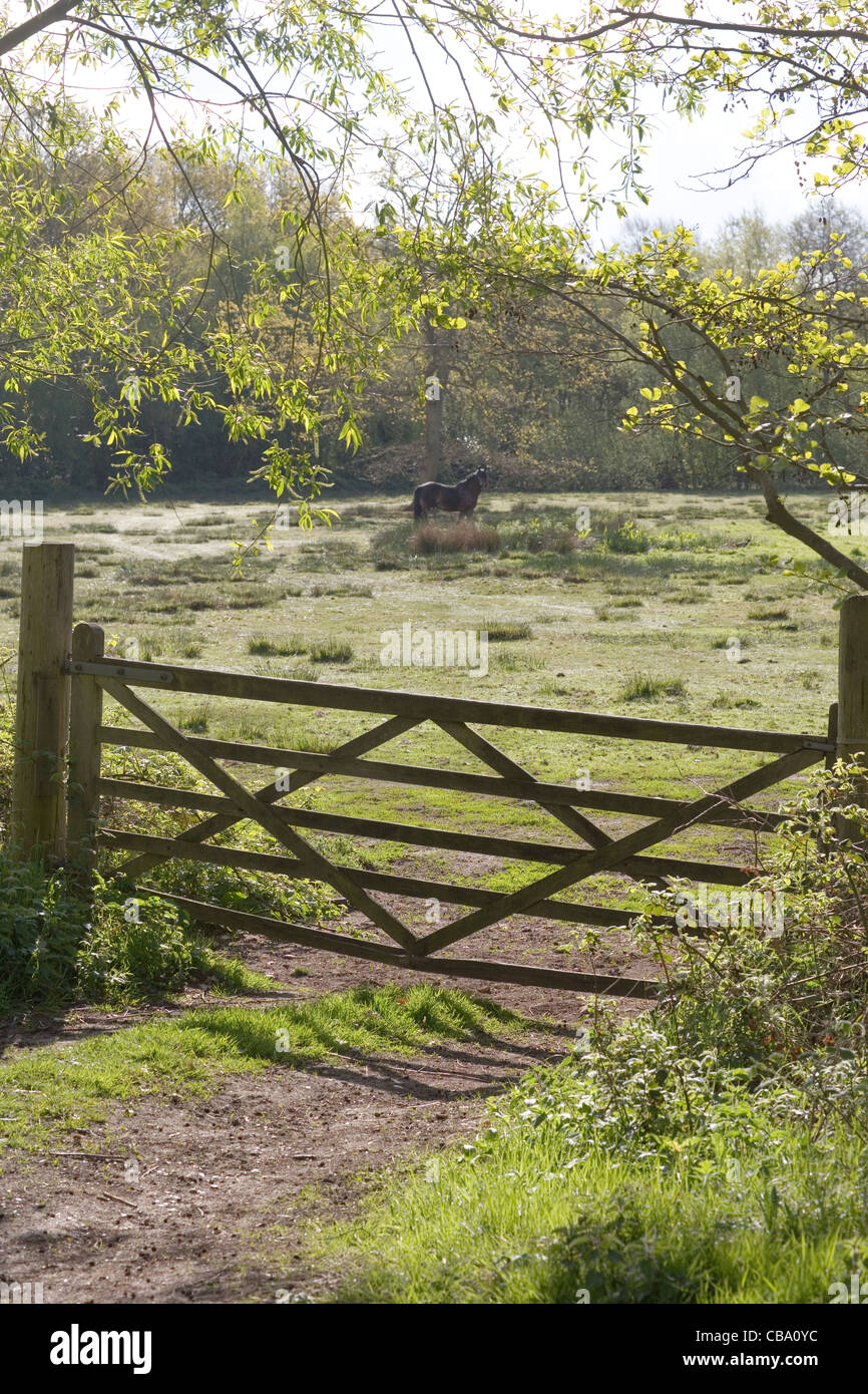 Timber, wood, five barred, diamond braced Field Gate. Entrance to grazing paddock. Rural Norfolk. Stock Photo