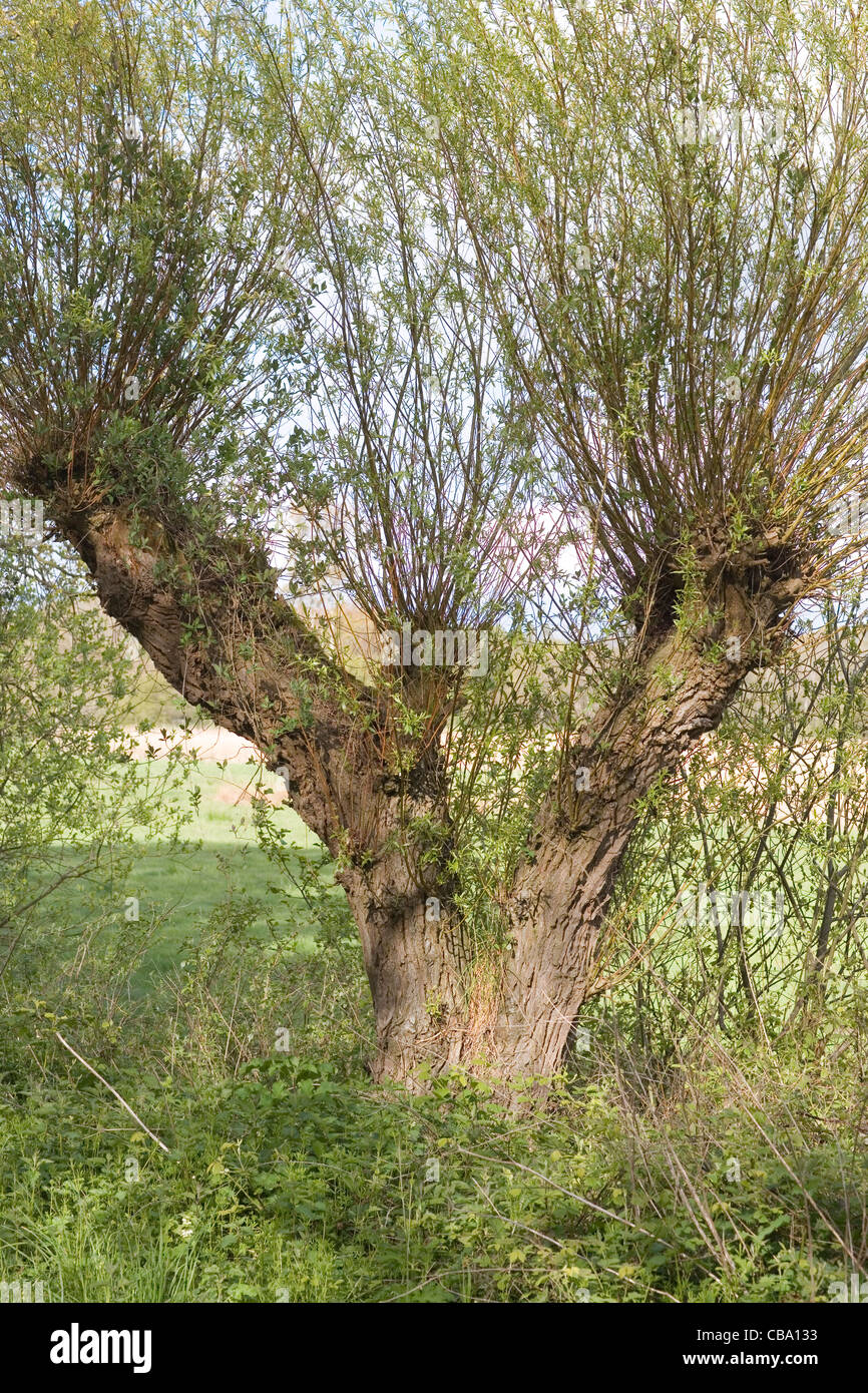 Willow (Salix sp. ). Pollarded tree, on a rural roadside. Adventitious growth helps act as a wind brake. Palling, Norfolk. Stock Photo
