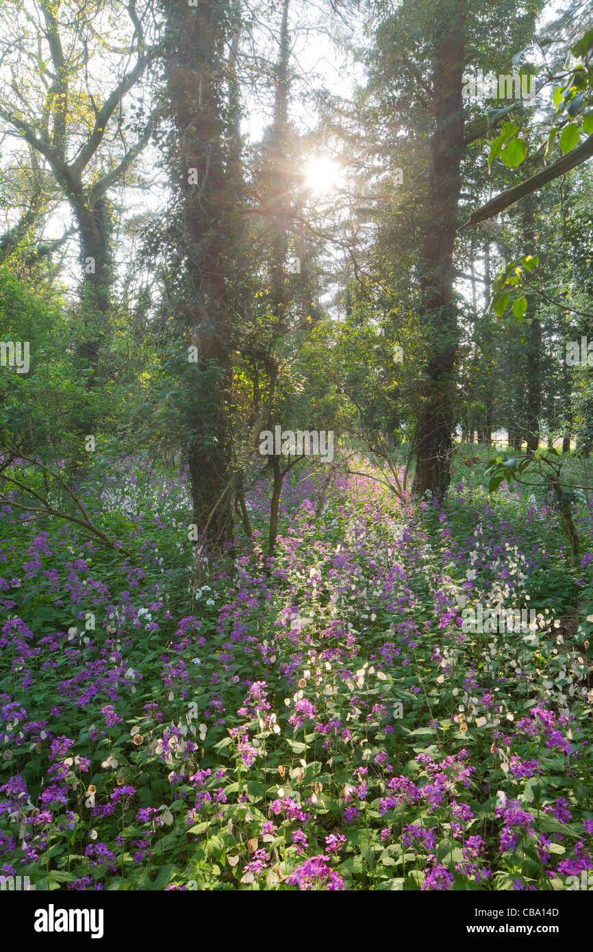 Wildflowers in Forest clearing Norfolk Stock Photo