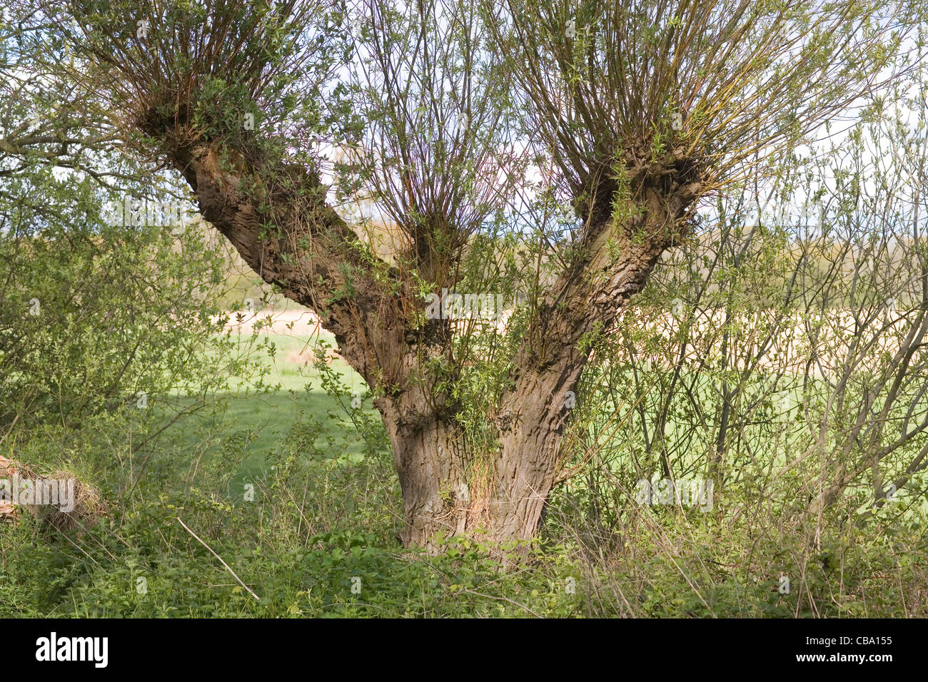 Willow (Salix sp. ). Pollarded tree, on a rural roadside. Adventitious growth helps act as a wind brake. Palling, Norfolk. Stock Photo