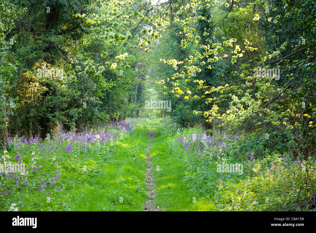 Forest Path with Wildflowers Norfolk Stock Photo
