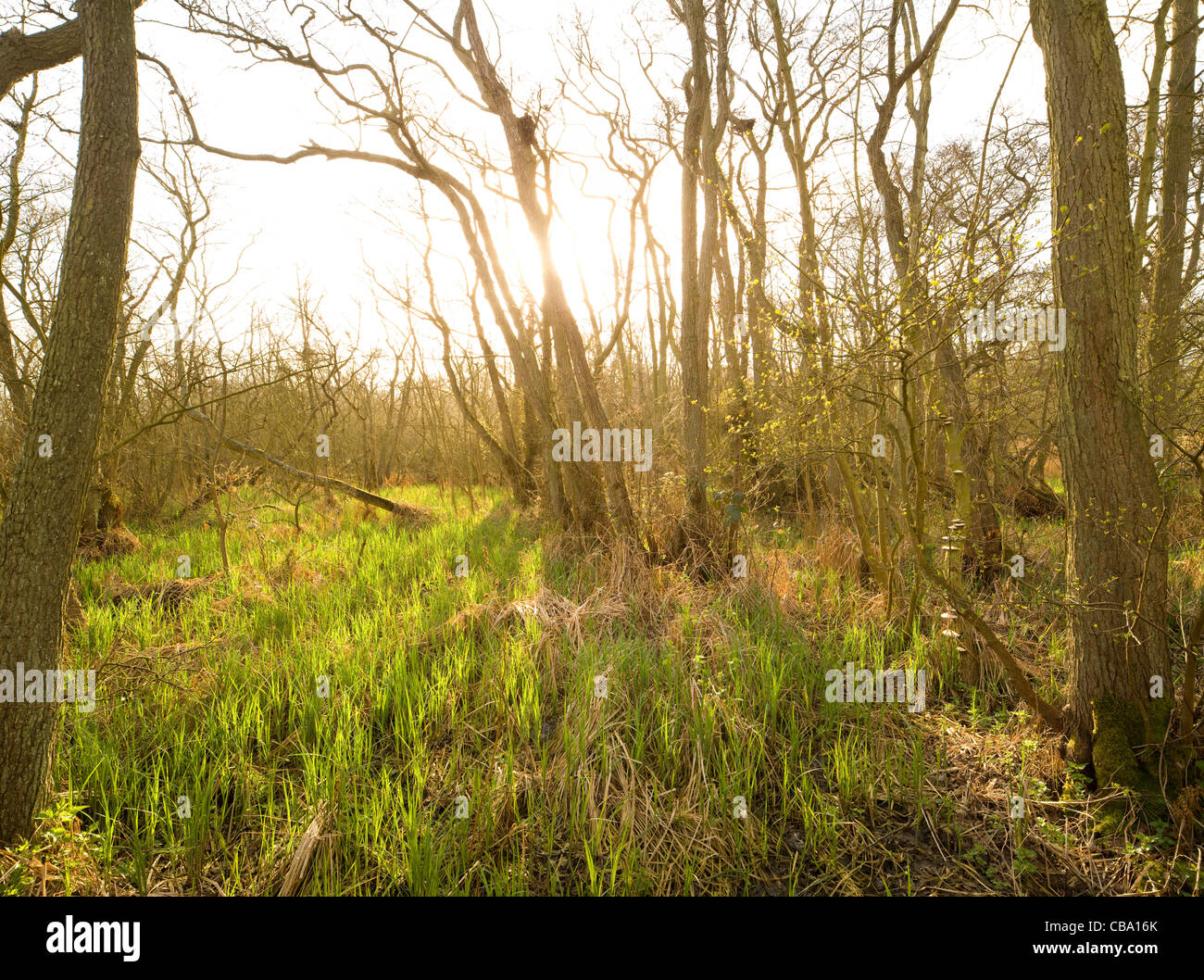 Barton Broad, Norfolk Broads Stock Photo Alamy