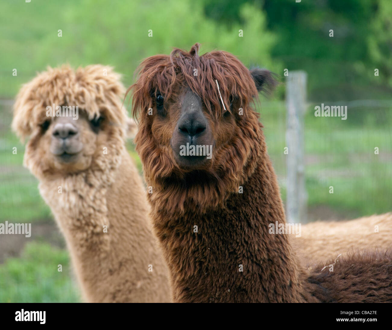Closeup of two alpaca looking at the camera Stock Photo