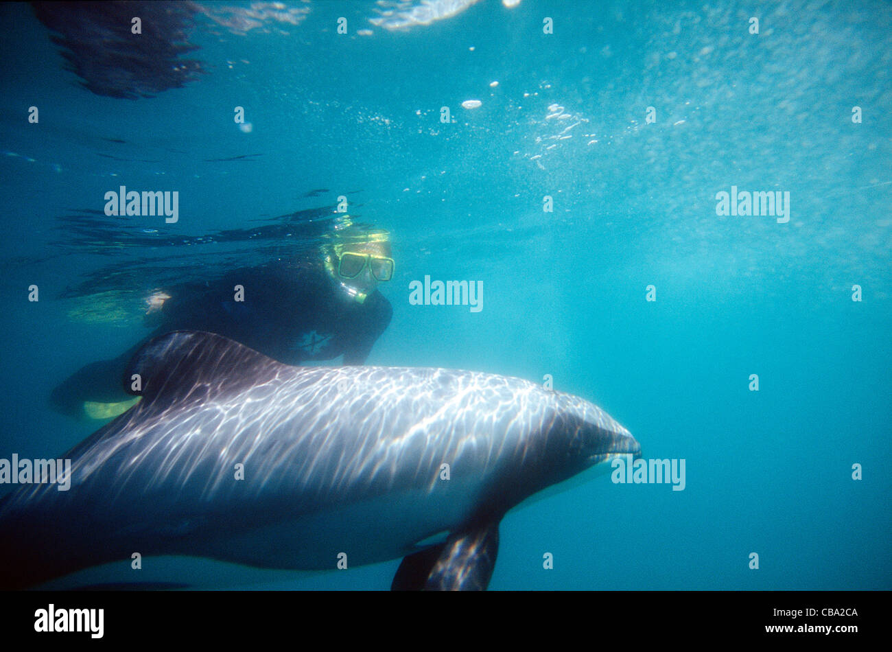 Snorkeler with Hectors Dolphin in Akaroa Harbor. Akaroa, Banks Peninsula, Canterbury, South Island, New Zealand, Australasia Stock Photo