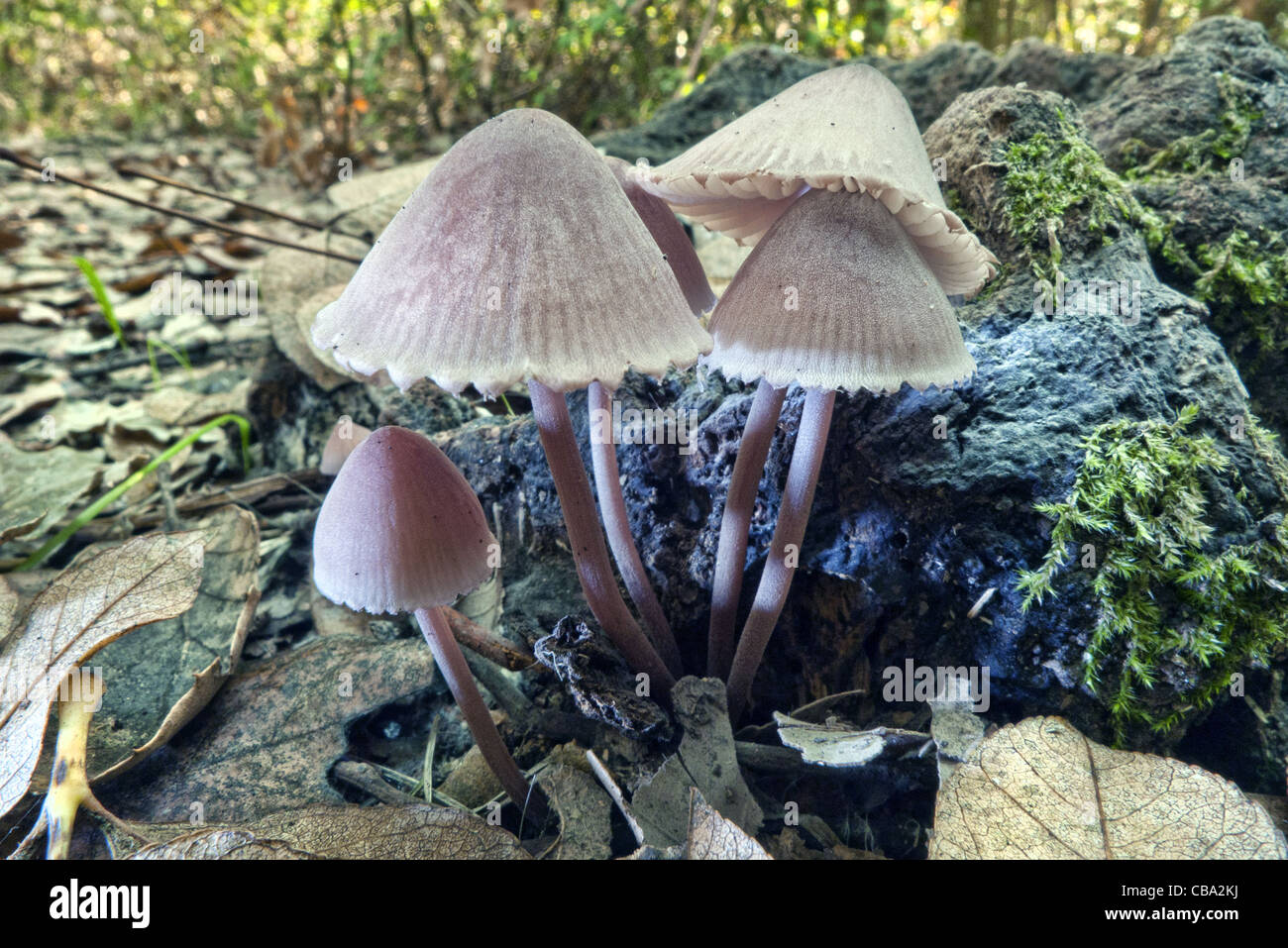 Fungus fungi funguses mycology nature hi-res stock photography and ...