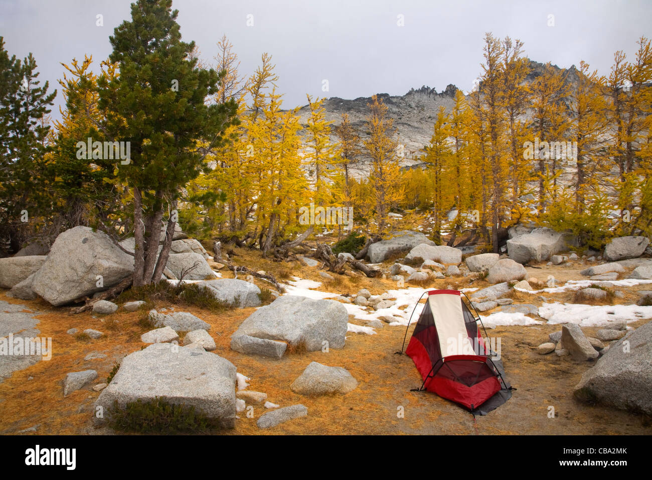 Campsite in the Upper Enchantment Lakes Basin among the larch trees ...