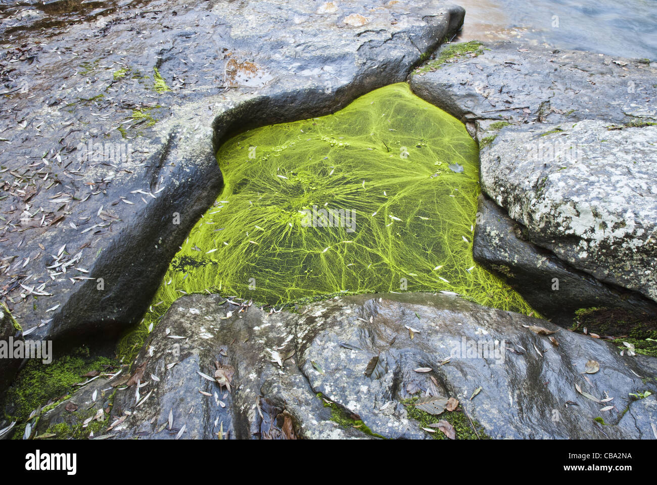 Blue-green algae  of the genus Nostoc (cyanobacteria), cover a puddle of freshwater among the rocks. Stock Photo