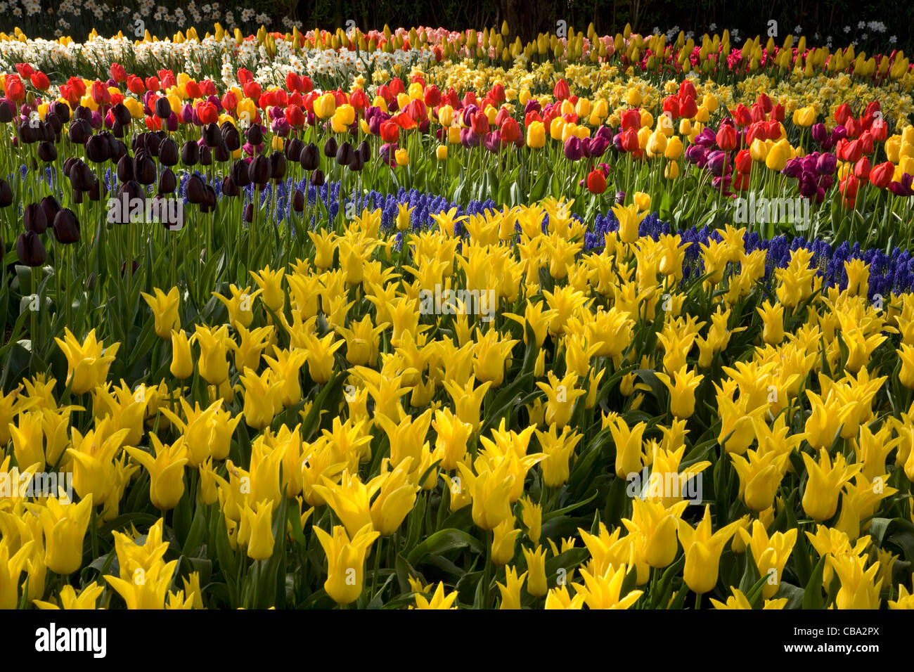 Tulips and daffodils and hyacinth blooming in the Old Garden area of ...