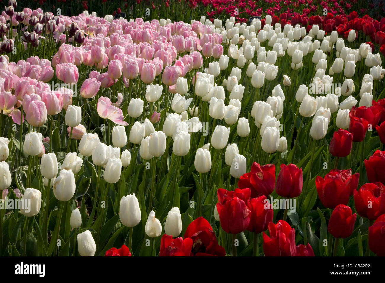 Tulips Blooming In The Old Garden Area Of Roozengaarde - 