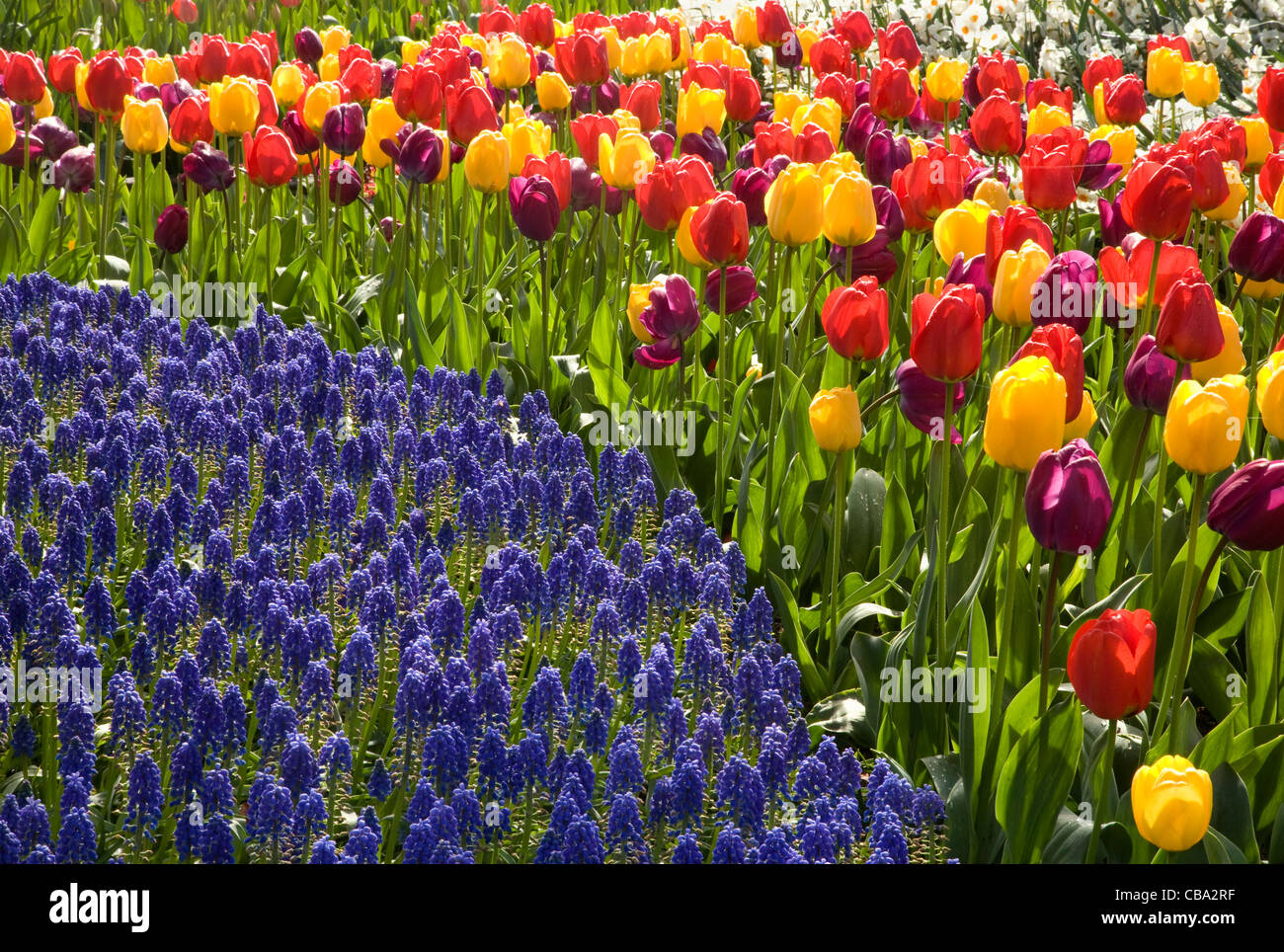 Tulips and daffodils and hyacinth blooming in the Old Garden area of Roozengaarde Flowers and Bulbs Garden in the Skagit Valley. Stock Photo