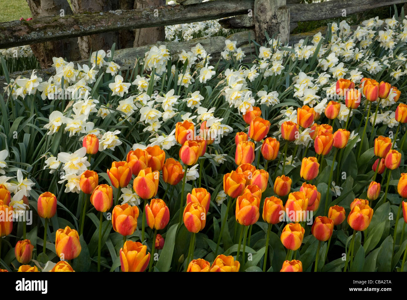 Tulips and daffodils blooming blooming along a split rail cedar fence in the Old Garden area of