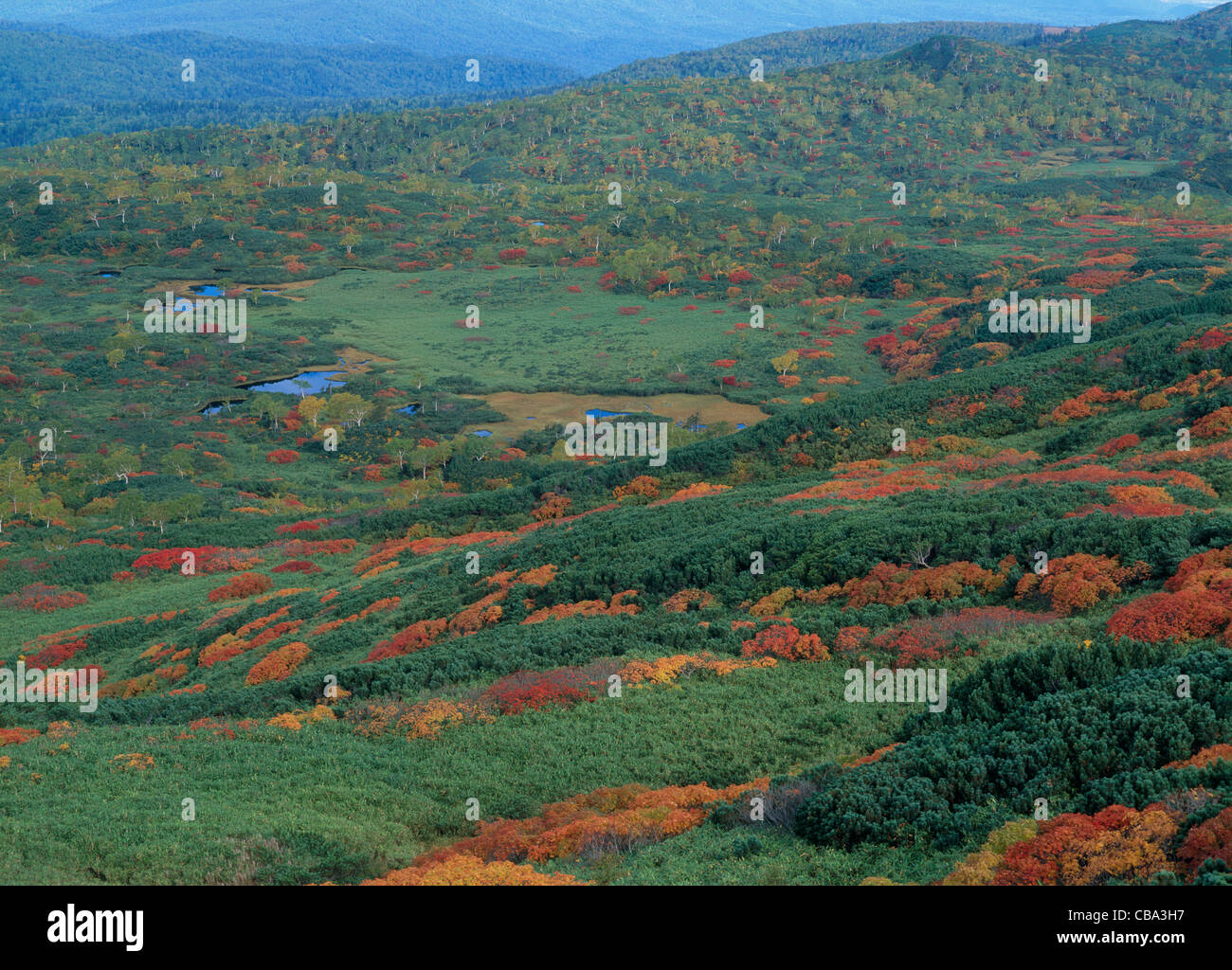 Autumn Leaves at Mount Asahidake, Higashikawa, Hokkaido, Japan Stock Photo