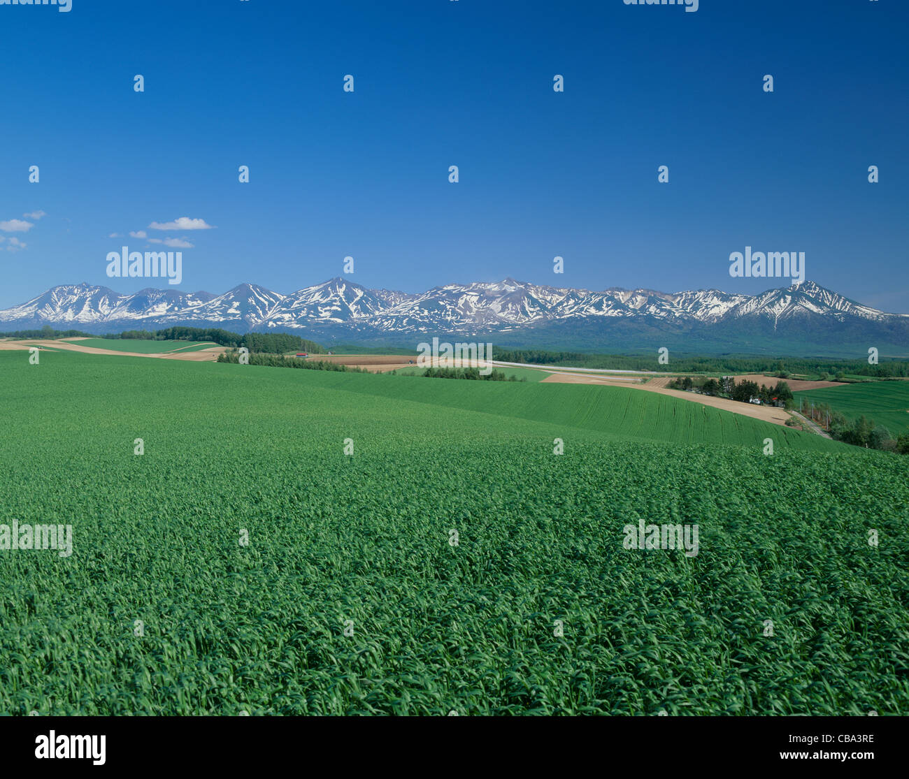 Wheat Field of Shinsei, Biei, Hokkaido, Japan Stock Photo