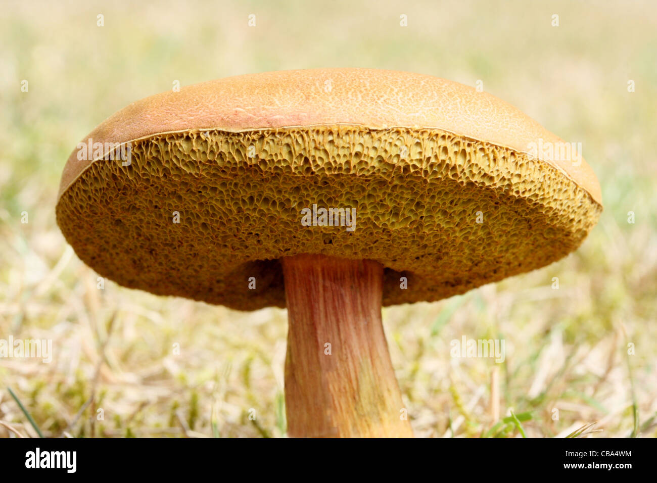 Boletus Mushroom - Boletus sp. Stock Photo