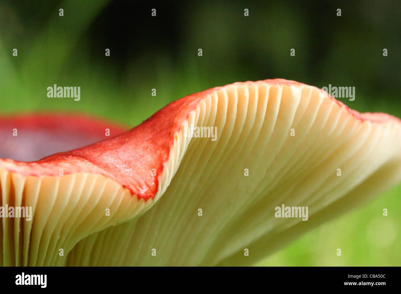 Brittlegill Russula sp Stock Photo Alamy