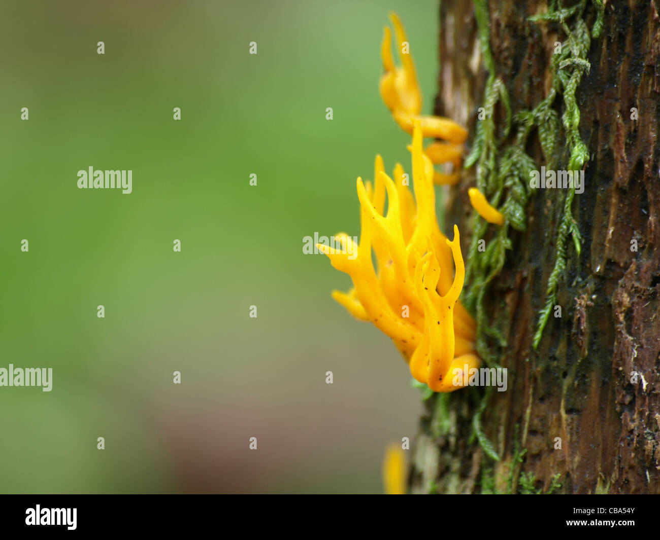 Yellow Stagshorn / Yellow Stag´s-horn / Calocera viscosa / Klebriger Hörnling Stock Photo