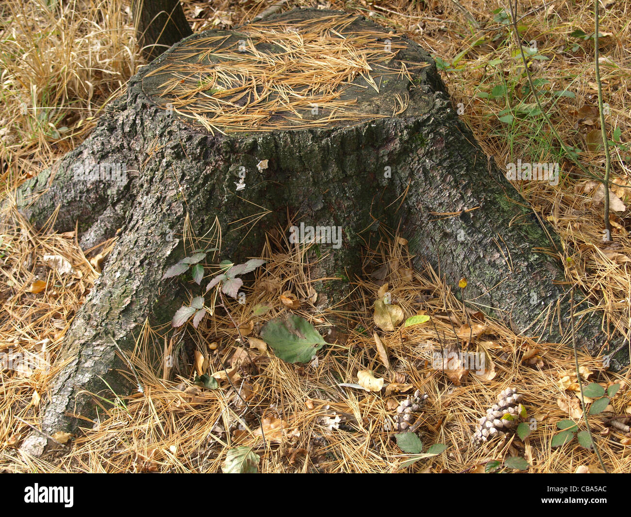 Eastern white pine stump / Weymouth-Kiefer Baumstumpf Stock Photo