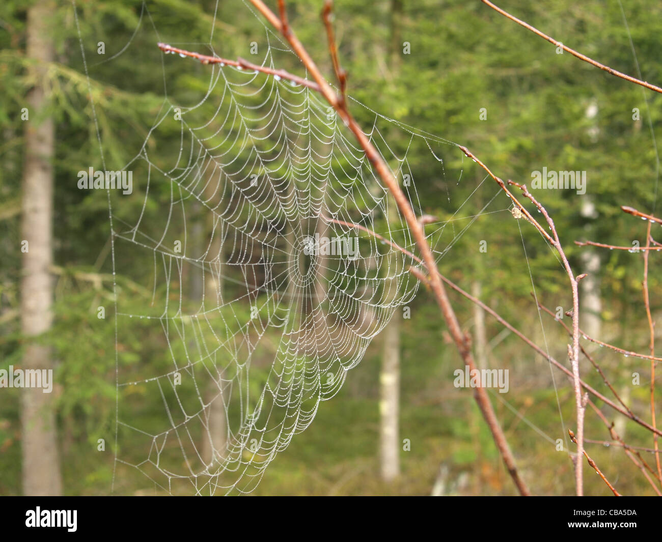 spiderweb with drops / Spinnennetz mit Tropfen Stock Photo