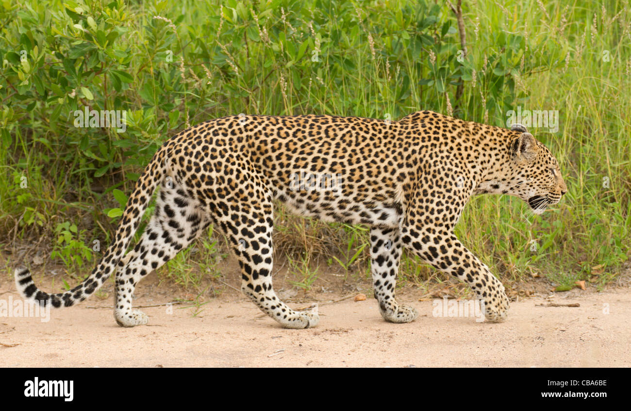 Leopard walking (Panthera pardus) Stock Photo