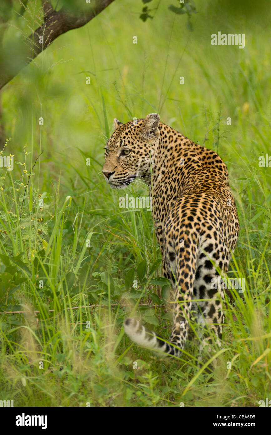 Leopard walking in the grass (Panthera pardus) Stock Photo
