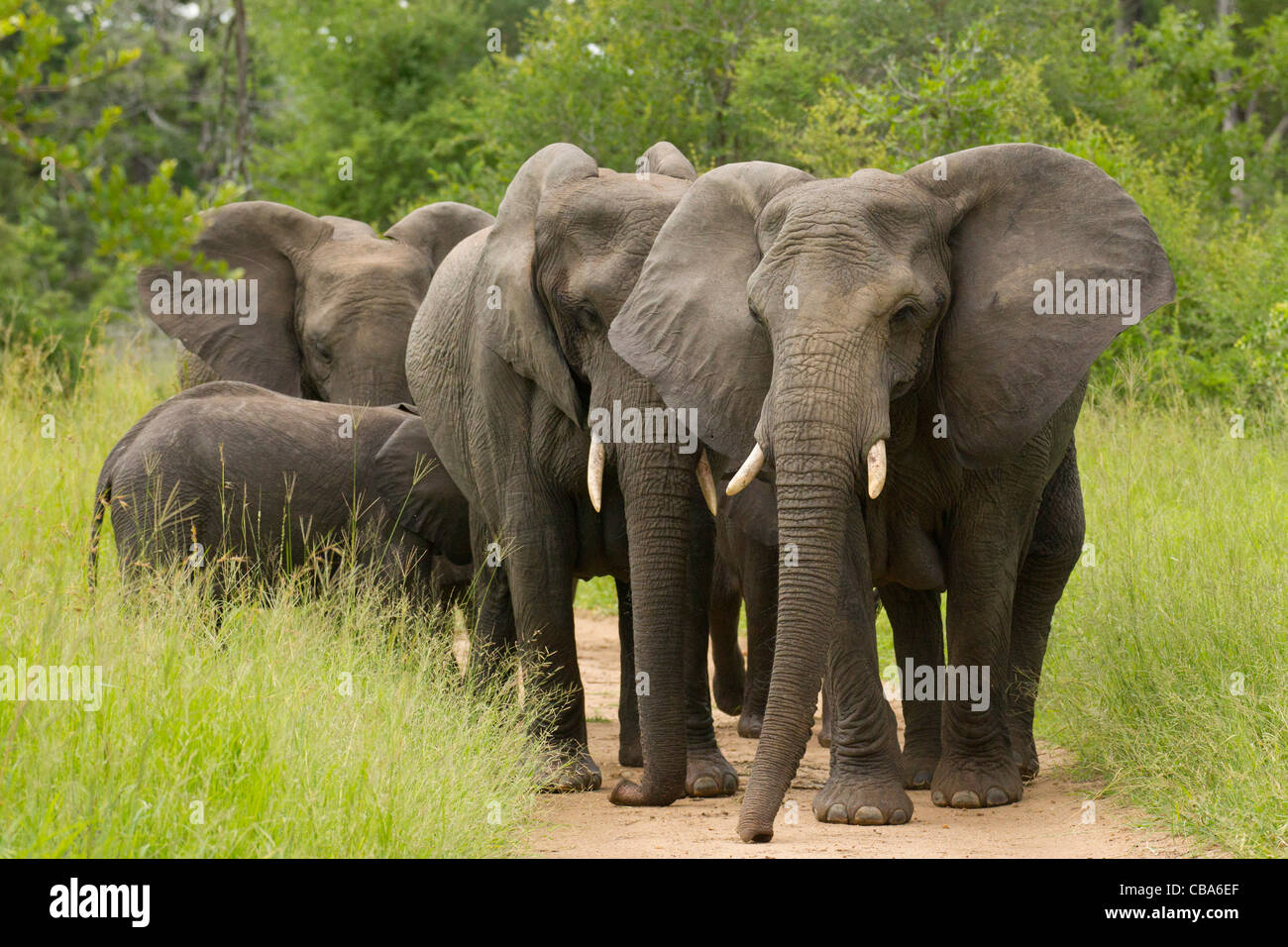 African Elephant walking (Loxodonta africana) Stock Photo