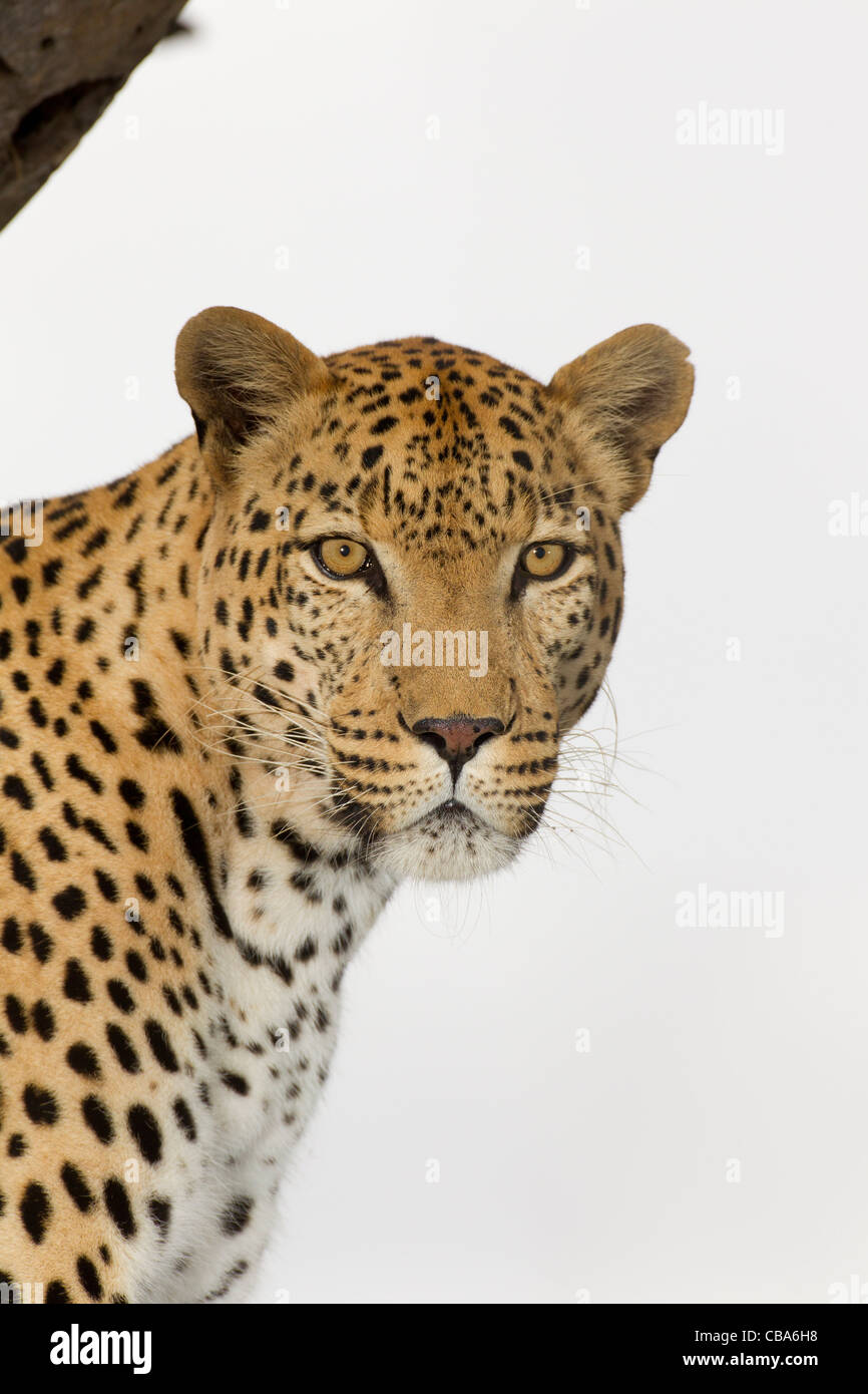 Leopard standing in a tree (Panthera pardus) Stock Photo