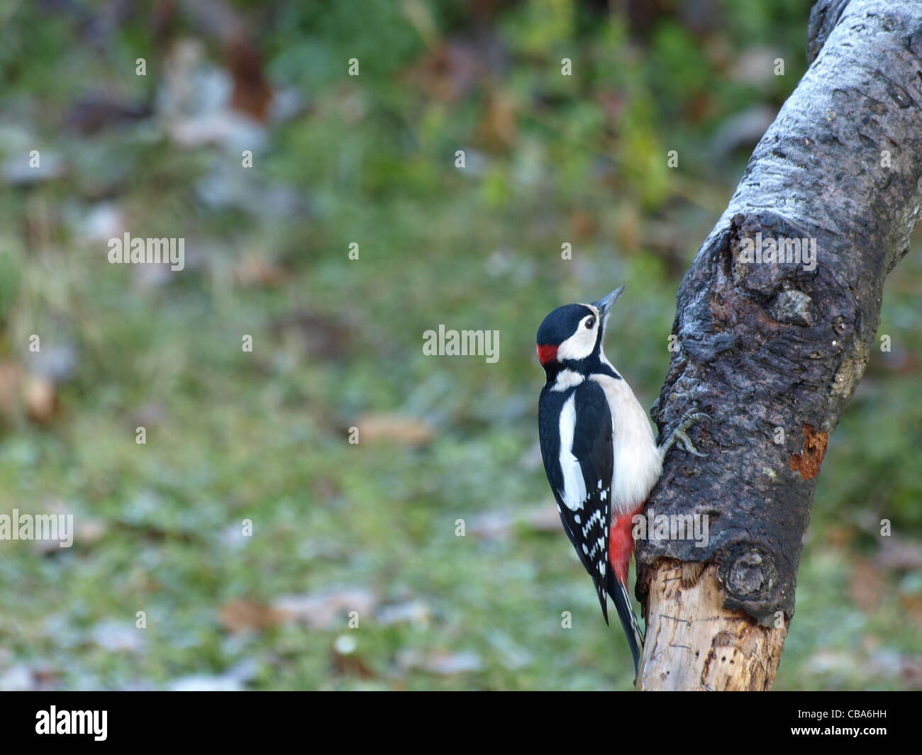 Great Spotted Woodpecker / Dendrocopos major / Buntspecht Stock Photo