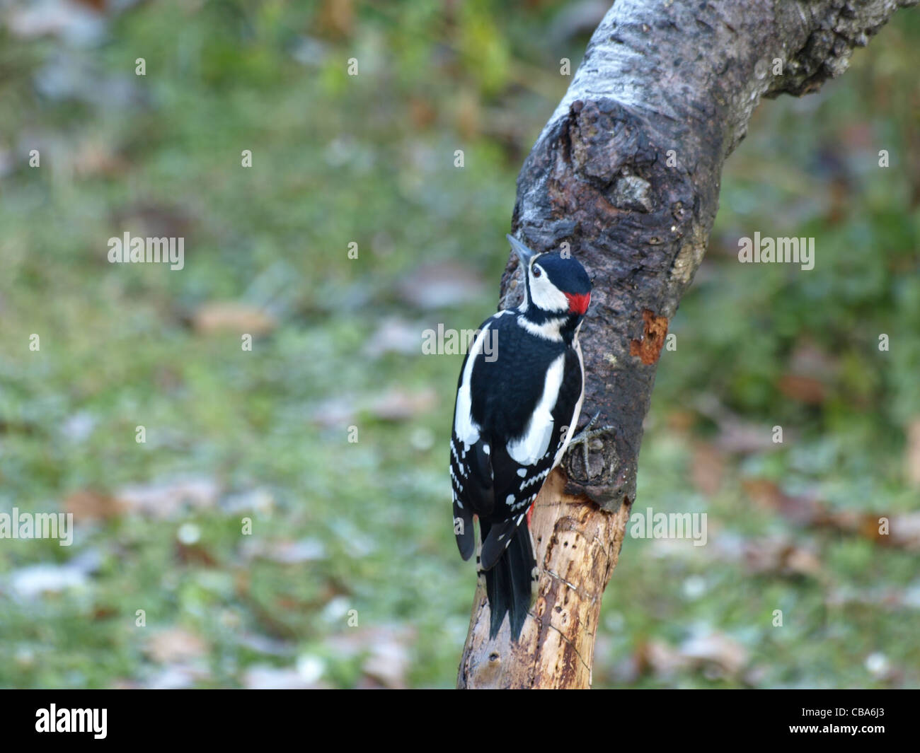 Great Spotted Woodpecker / Dendrocopos major / Buntspecht Stock Photo