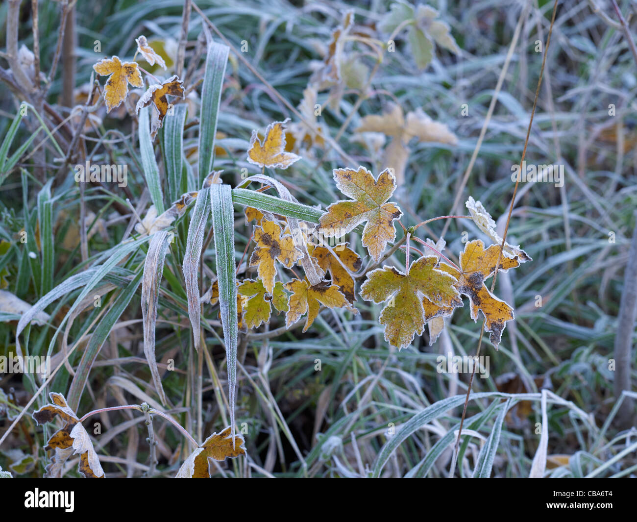 sere and frozen leaves with hoarfrost Stock Photo
