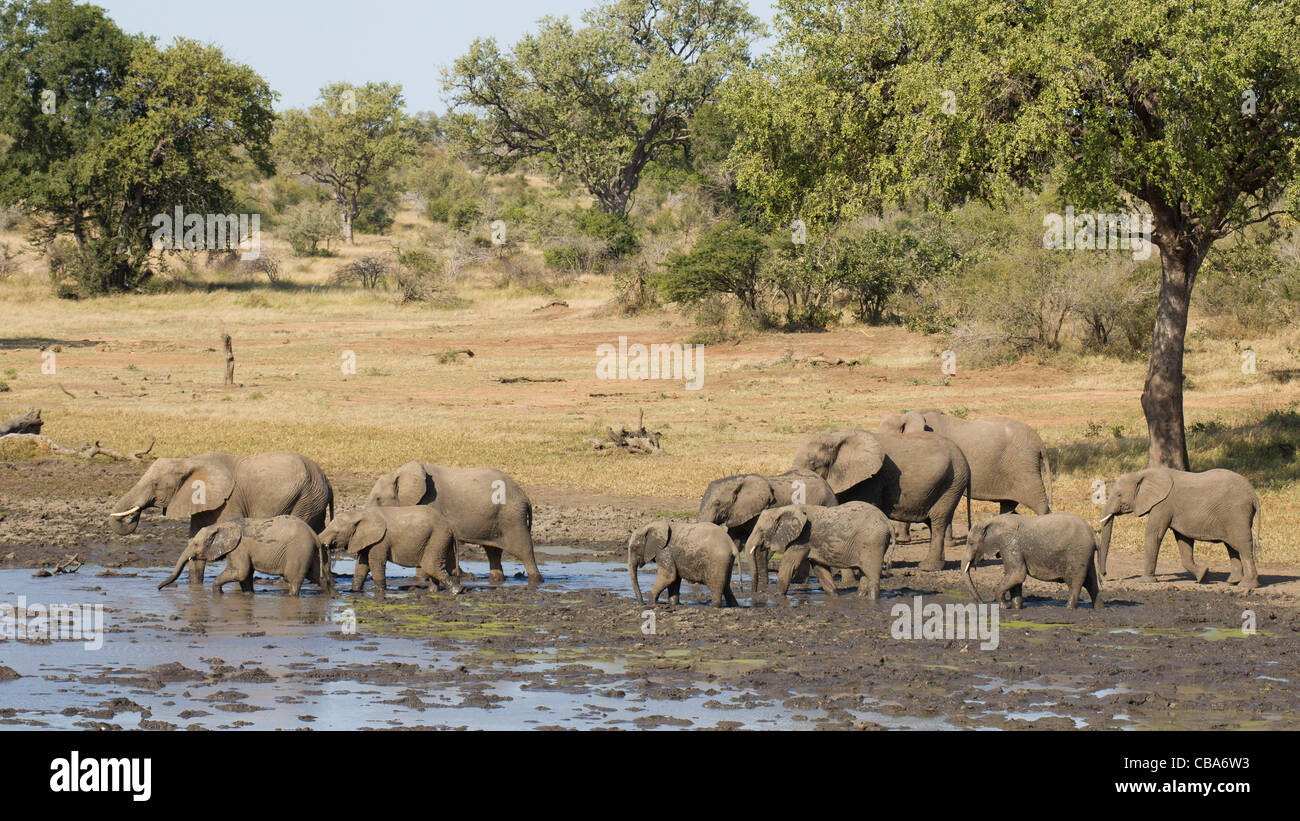 Herd of African Elephant drinking at a dam (Loxodonta africana) Stock Photo
