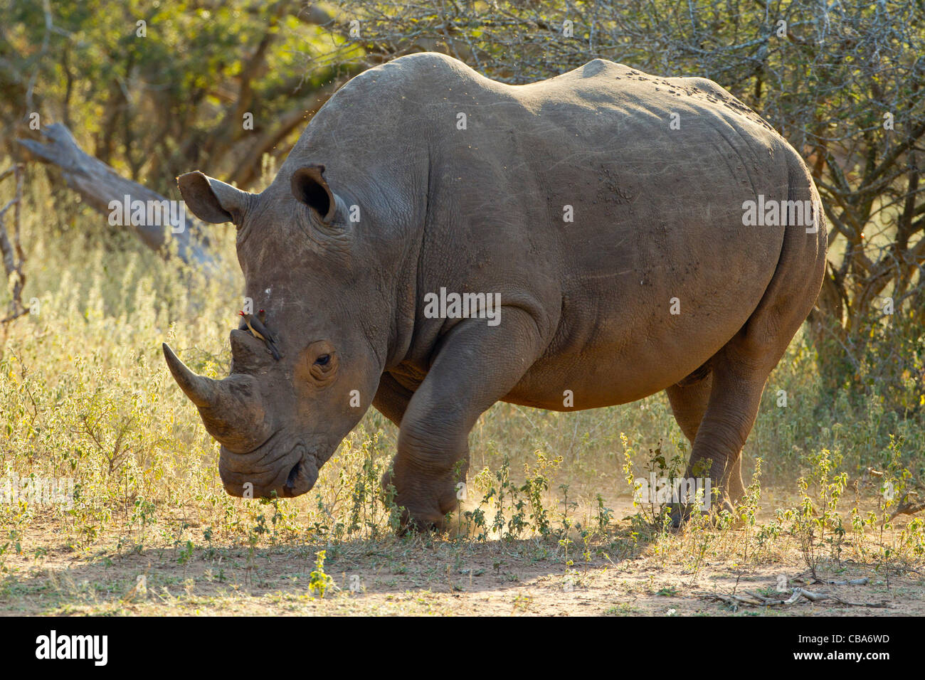 White Rhinoceros (Ceratotherium simum) Stock Photo