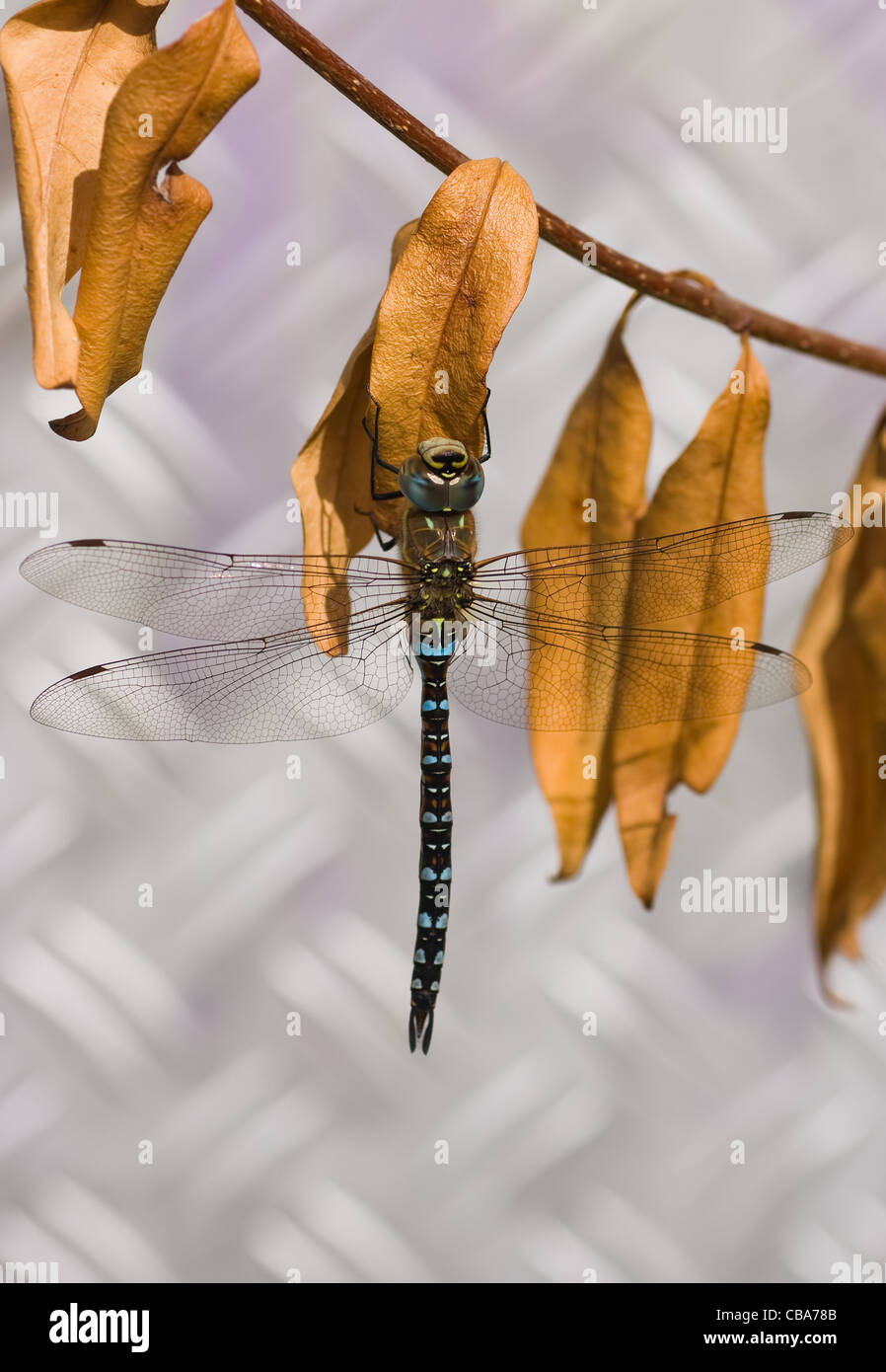 Male Migrant Hawker hanging on branch with dead brown leaves Stock Photo