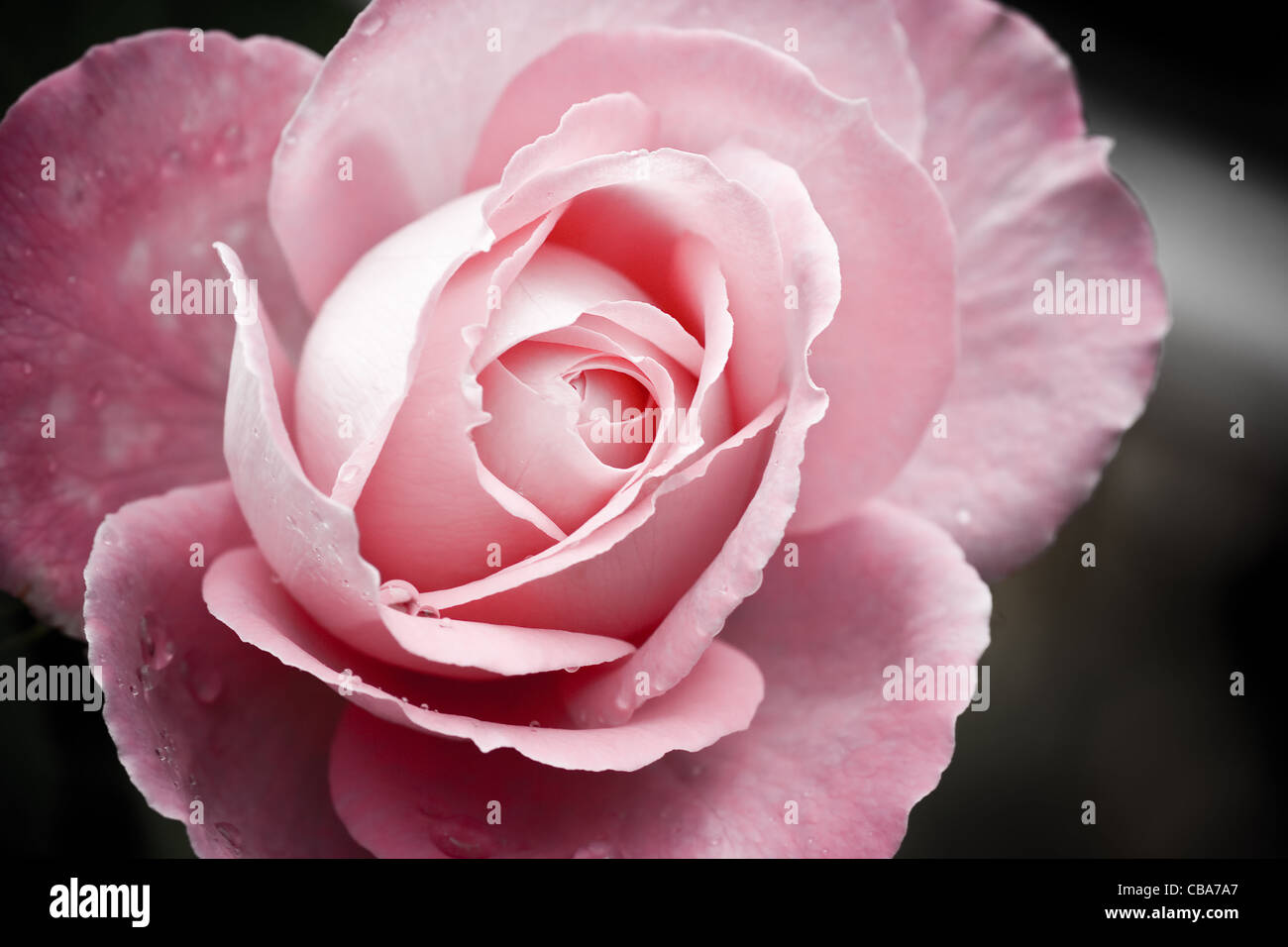 Rose Queen of flowers in pink and close view with grey background