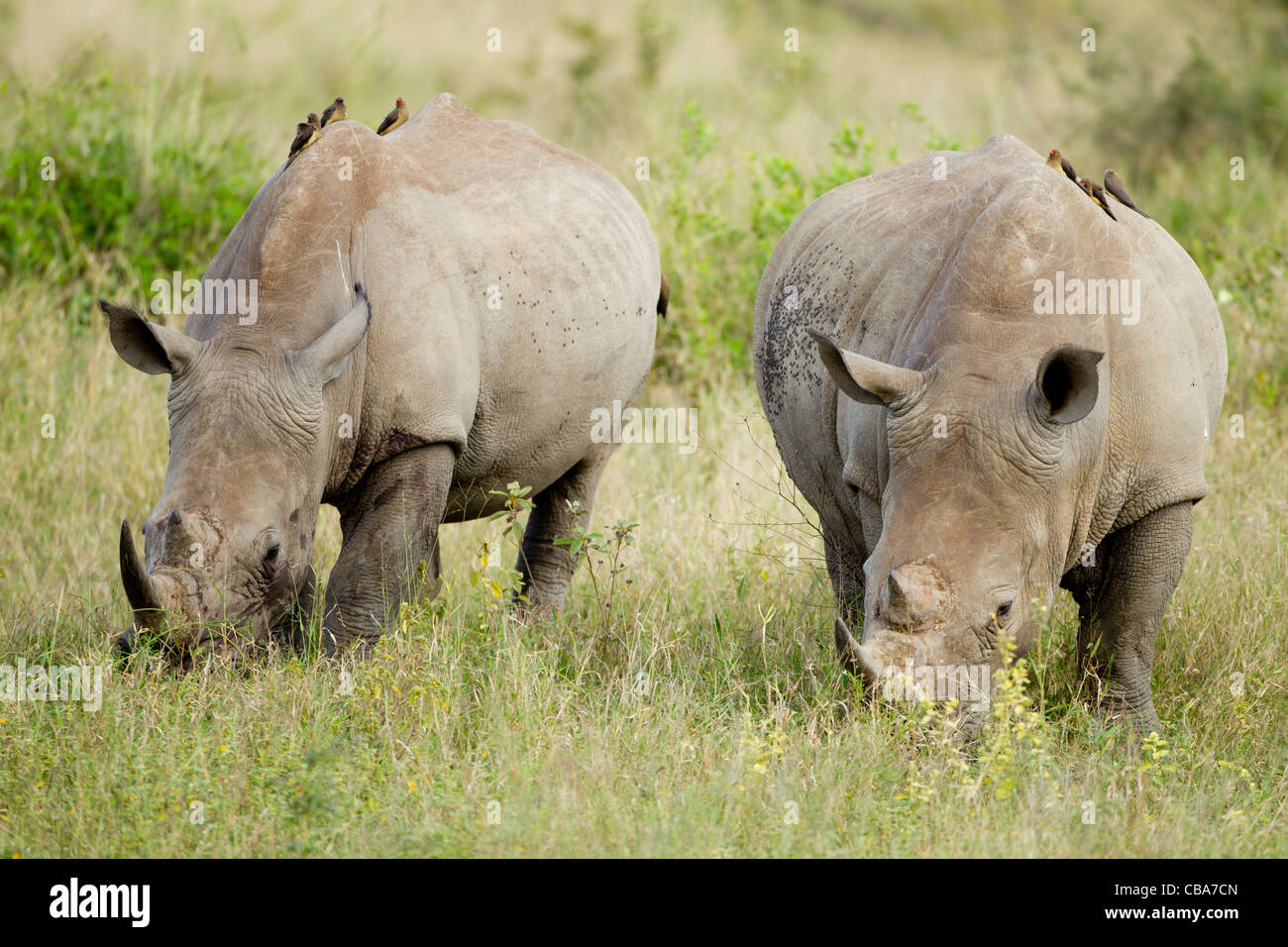 Two White Rhinoceros eating (Ceratotherium simum) Stock Photo