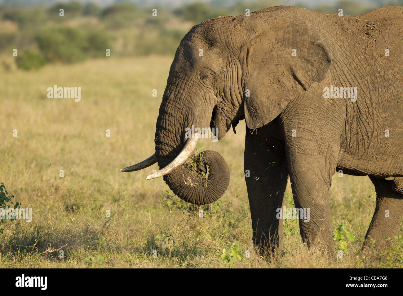 African Elephant eating (Loxodonta africana) Stock Photo