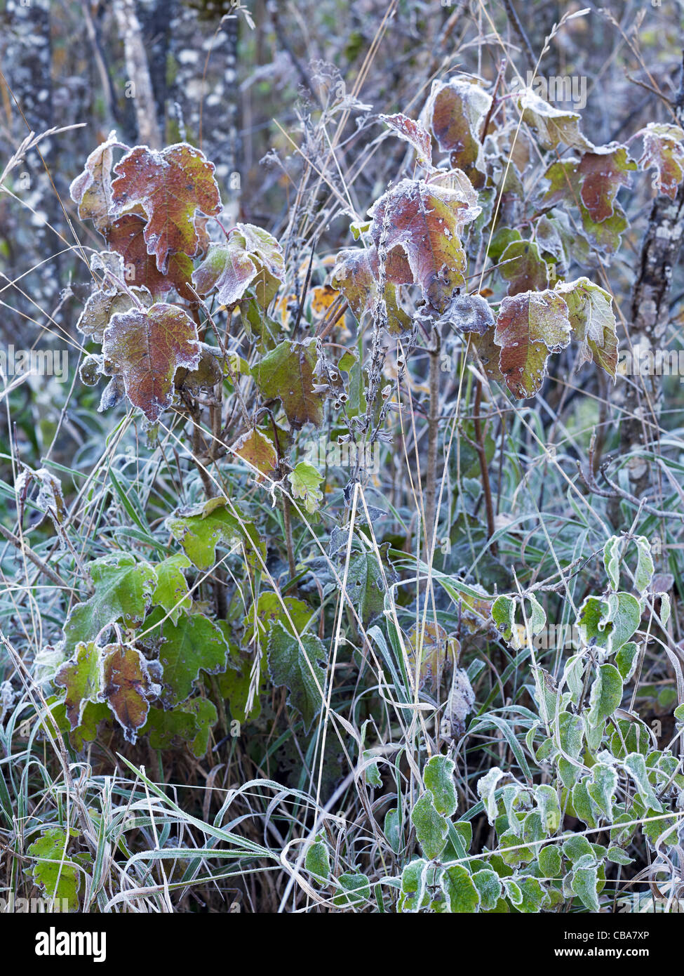 sere and frozen leaves with hoarfrost Stock Photo