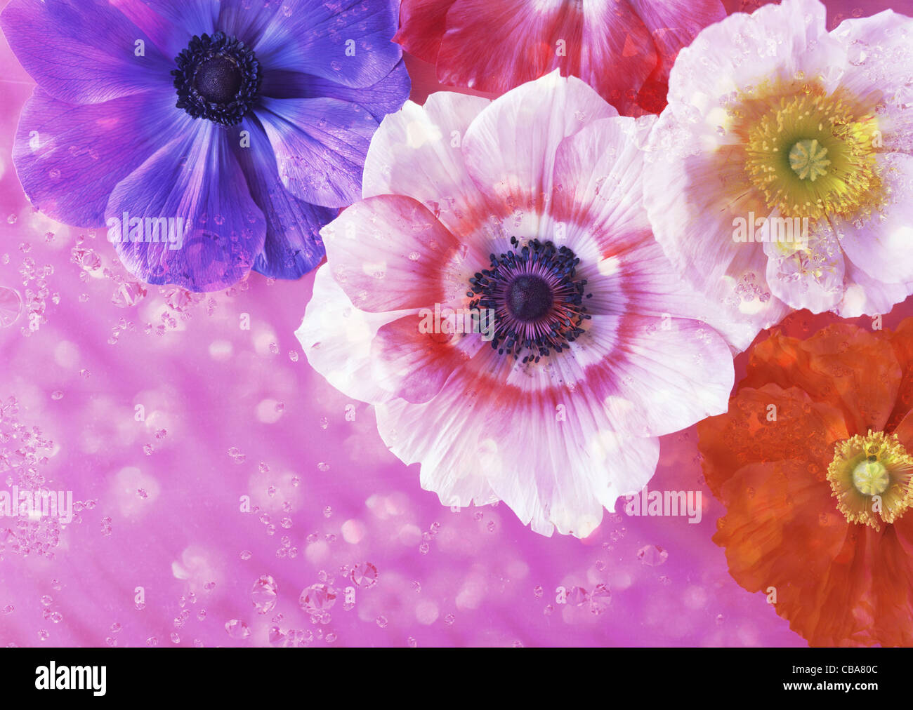 Brightly colored flowers hi-res stock photography and images - Alamy