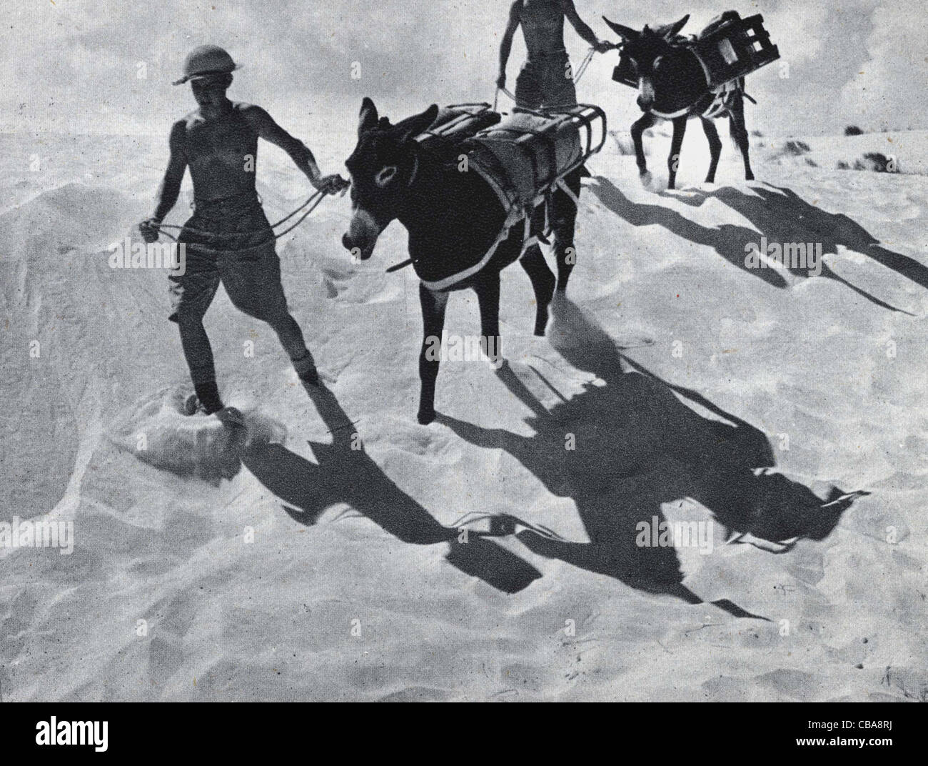North Africa Ww11 British Army Muleteers Bring In Stores And
