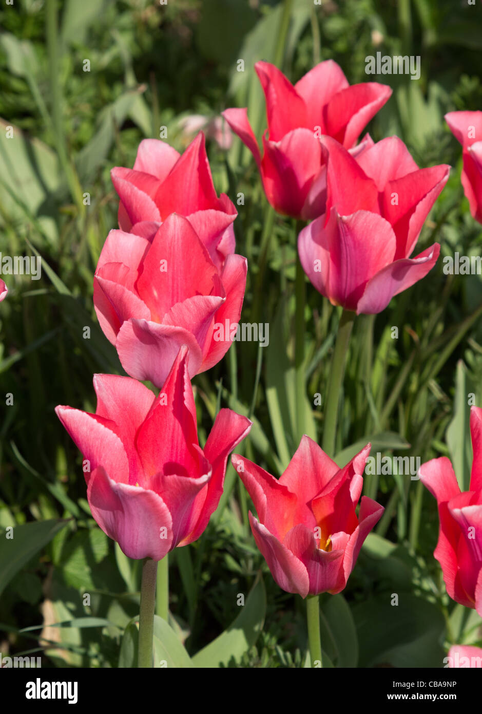 Tulip 'Albert Heijn' at Castle Howard Stock Photo