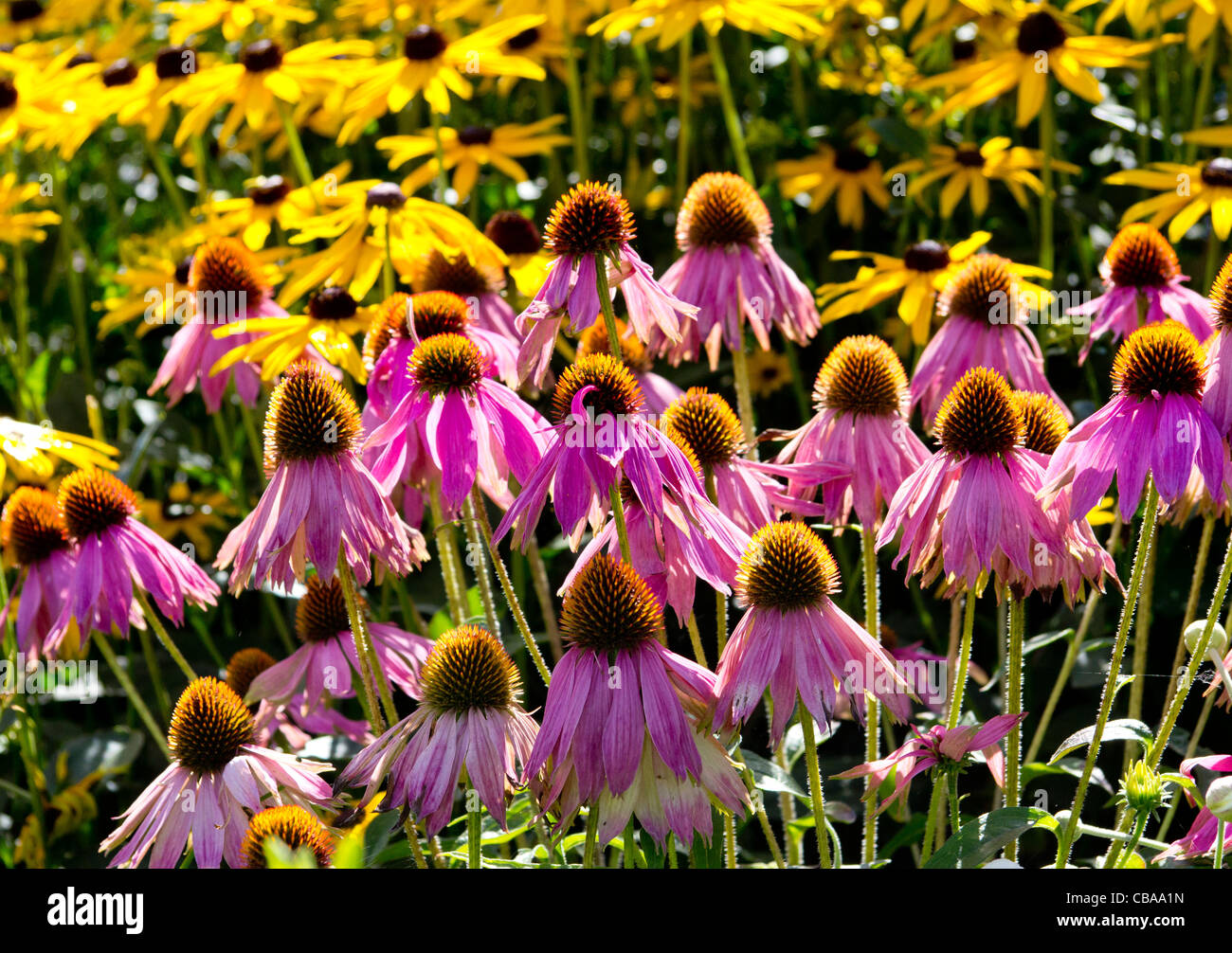 Echinacea purpurea in a bed in the town of Veere, The Netherlands Stock Photo