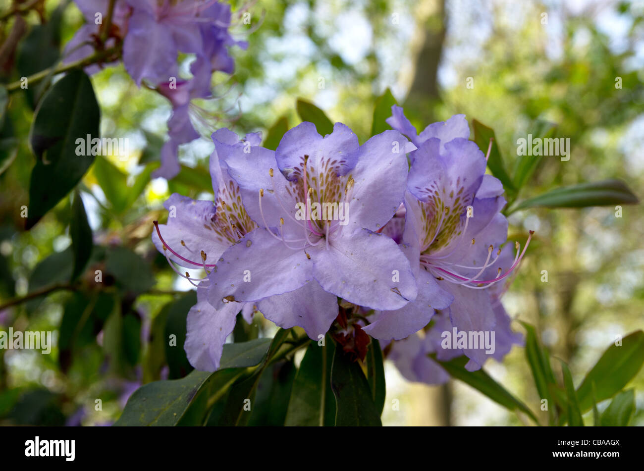 Rhododendron Electra in Ray Wood at Castle Howard Stock Photo