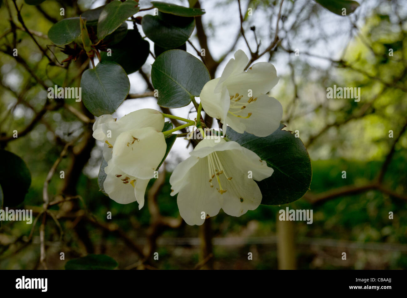 Rhododendron Moonstone in Ray Wood at Castle Howard Stock Photo