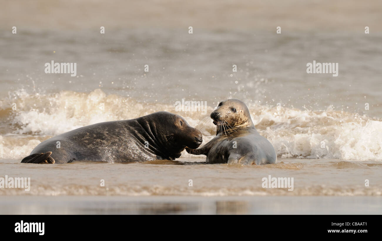 Common seals and gray seals playing around photographed at the beach of