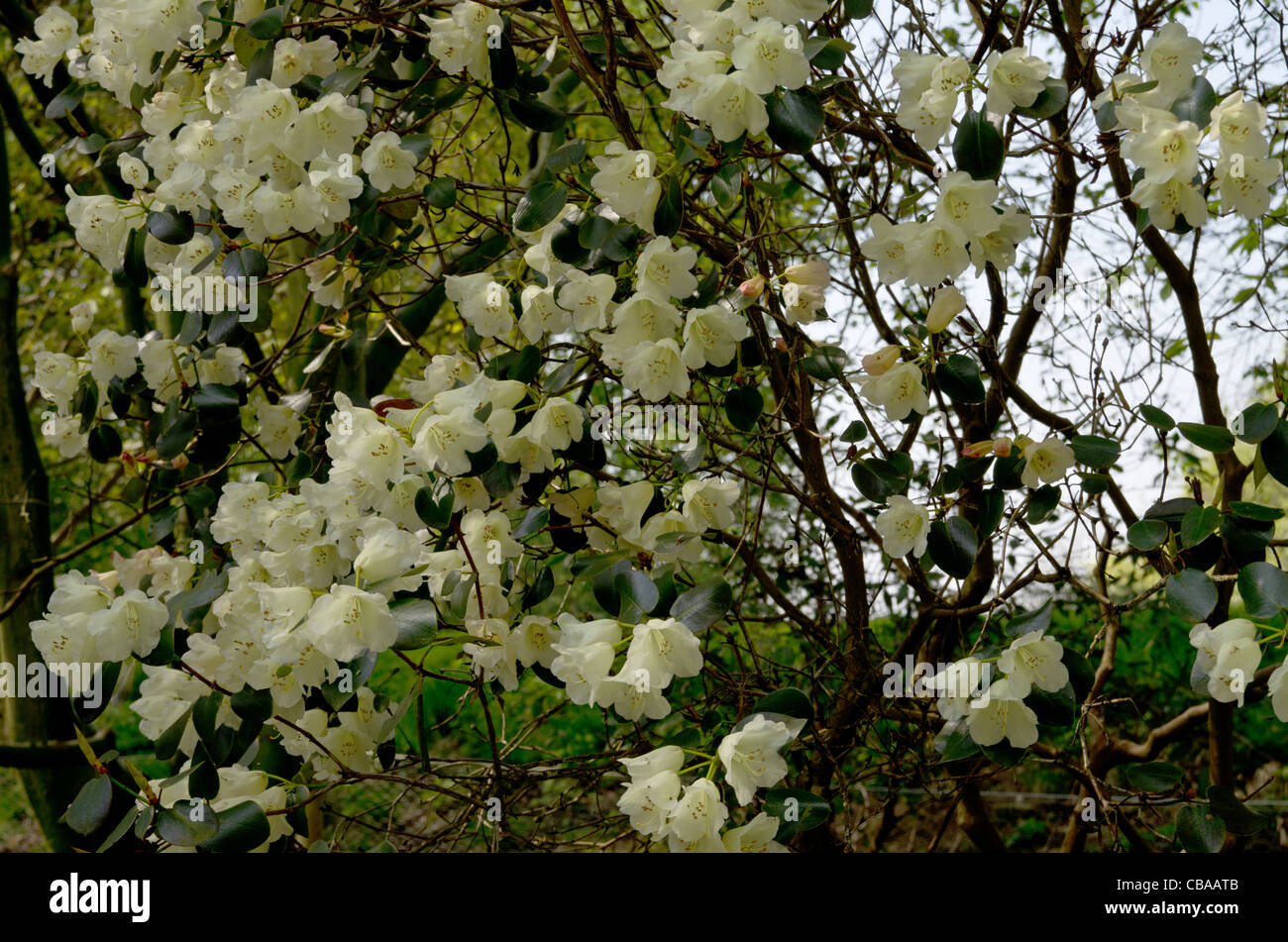 Rhododendron Moonstone in Ray Wood at Castle Howard Stock Photo